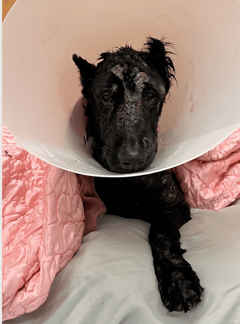 Giant Schnauzer’s Reaction to Seeing the Vet Tech Who Saved Her Life Months Before Is Pure Joy
